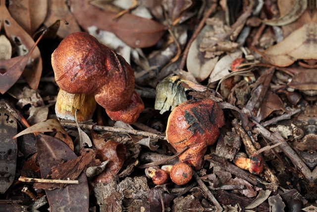 Muestra de boletus en la Serranía de Cuenca