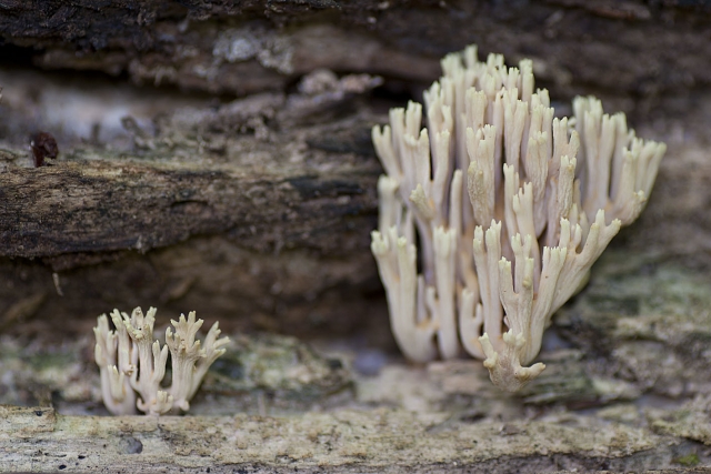 Tour micológico con muestra de ramaria