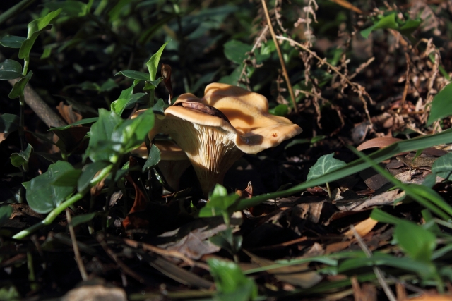 Setas de cardo