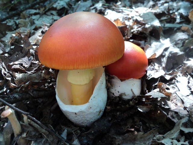 Amanita cesárea saliendo del huevo