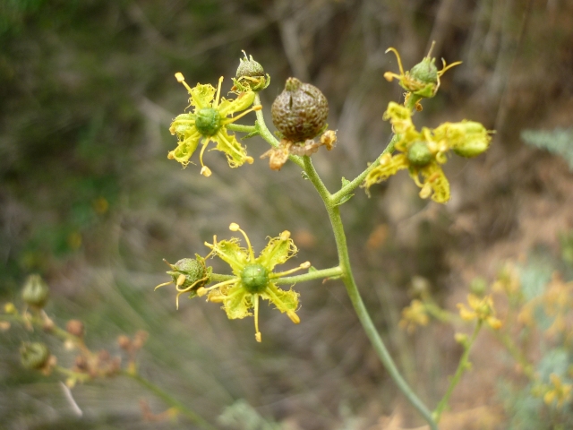  Ruda, eine beeindruckende Heilblume