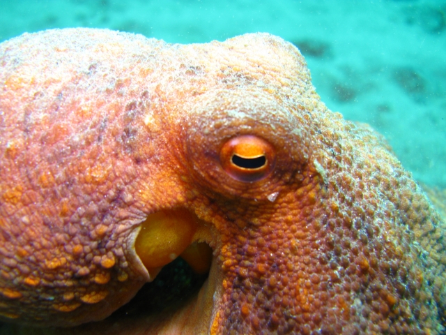 Pulpo frenle a nosotros