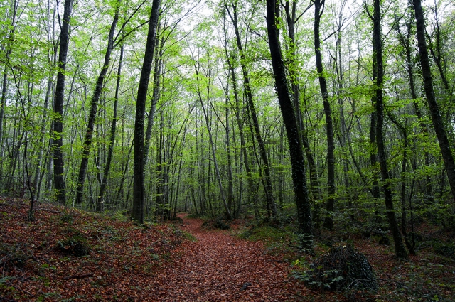  Hayedo de Jordá 