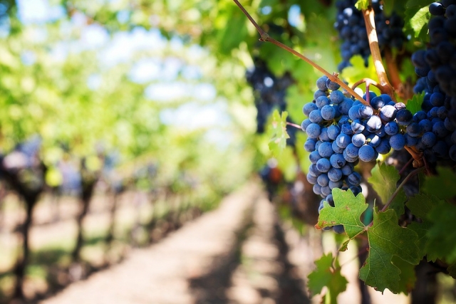  Weinberge 