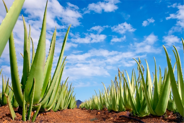 Visita ao museu de Aloe Vera 