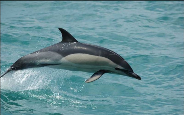  Delfini che saltano in mare 