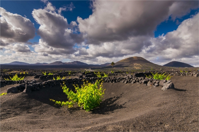  Landscape of La Geria 