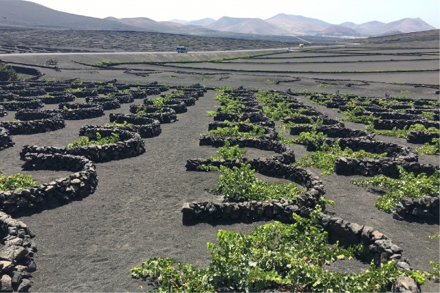  Cultural landscape of La Geria 