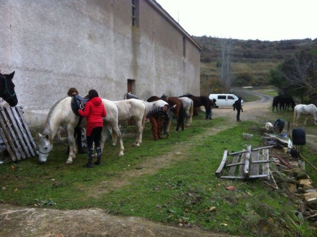 Preparando al animal para la monta