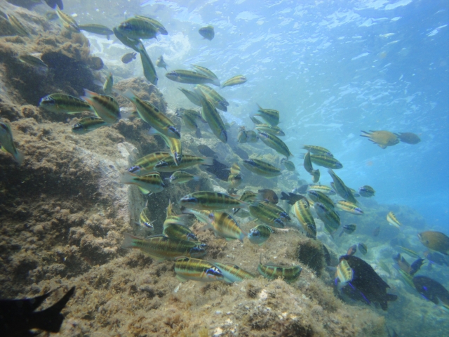  Banc de poissons de Gran Canaria 