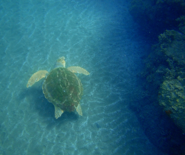Tortuga marina