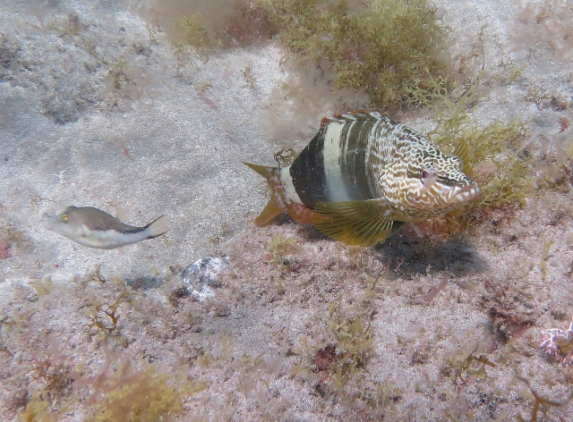  Environnement sous-marin 