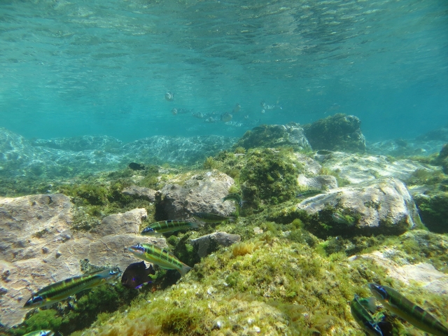  Monde sous-marin de Gran Canaria
