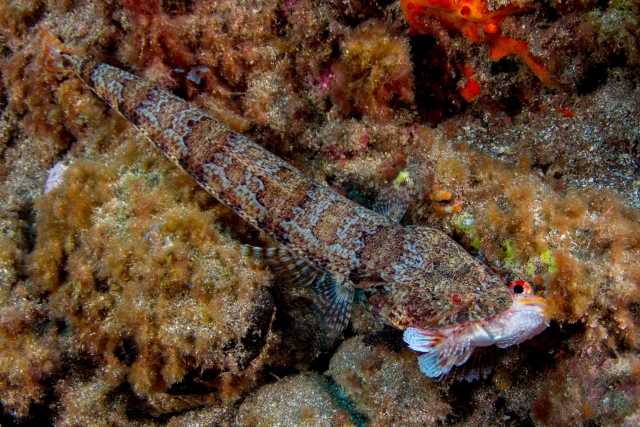  海洋生物学 