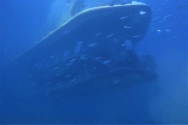  Yellow submarine during the dive 