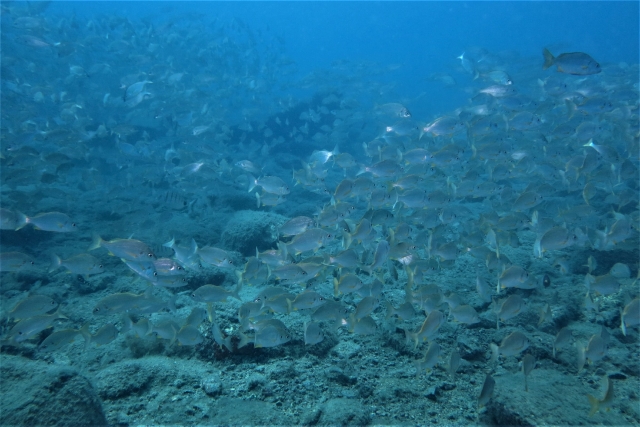  Extensive underwater life 