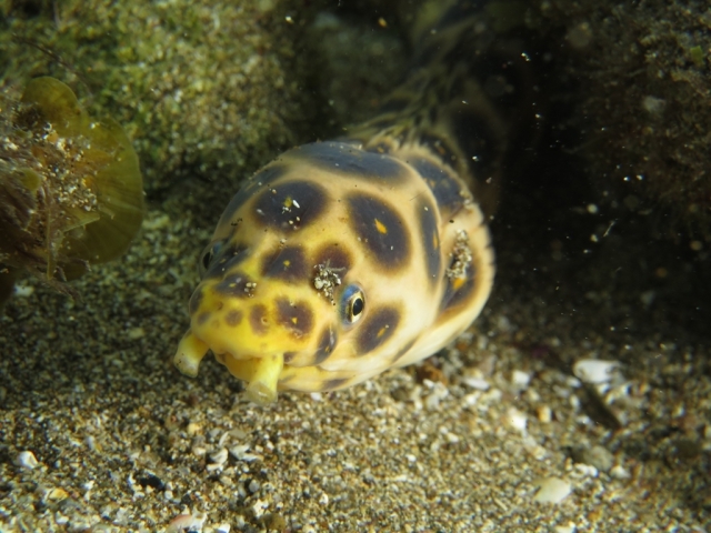 拉斯坎特拉斯海滩浮潜 
