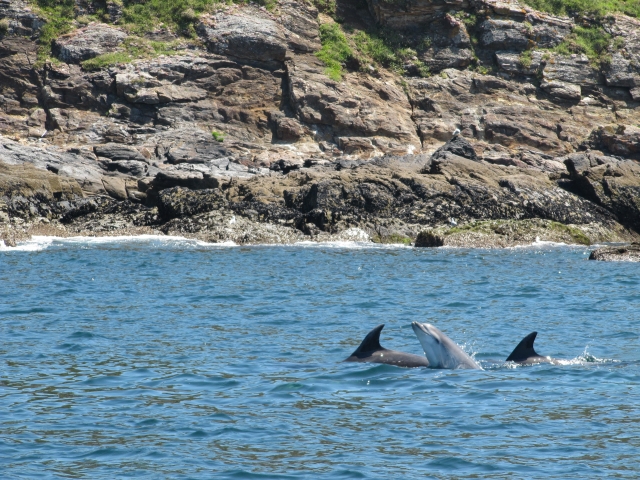 Fauna de la ría de Pontevedra