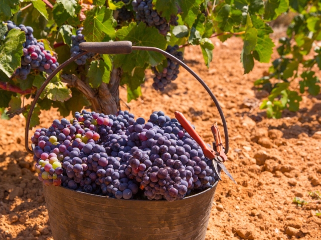 Uvas