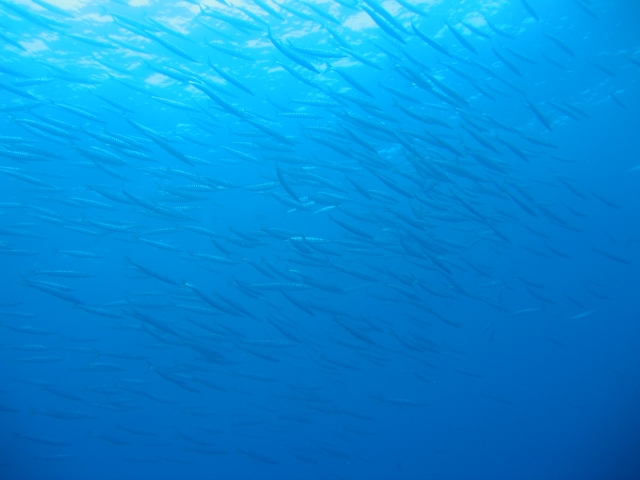 Inmersión en aguas del Mediterráneo