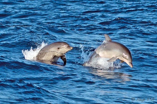 Observar delfines en Mallorca