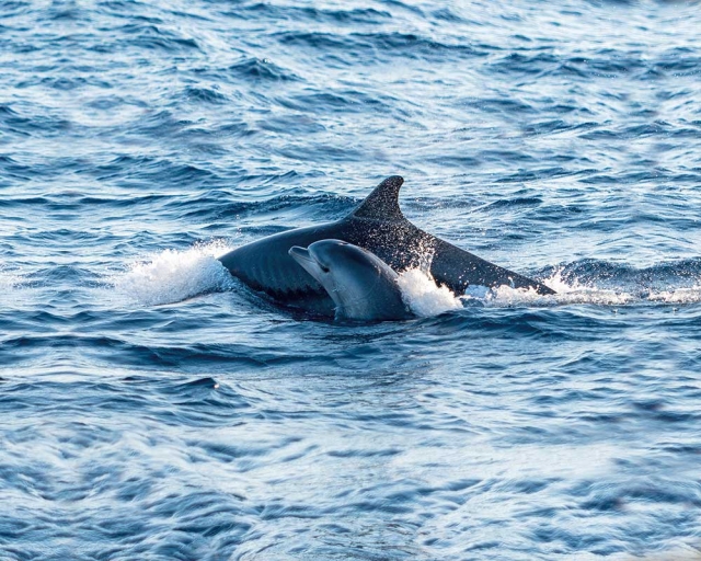 Salida en barco para avistar delfines