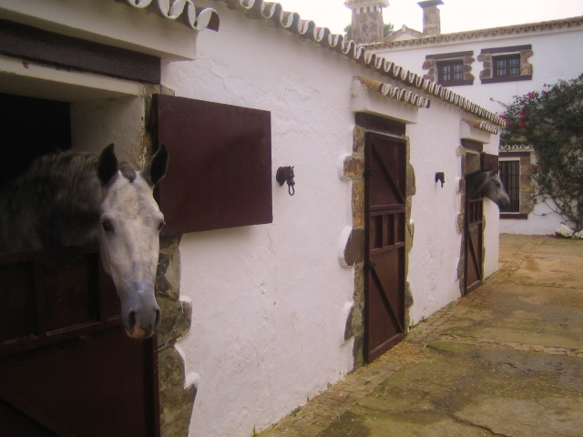  Stables 