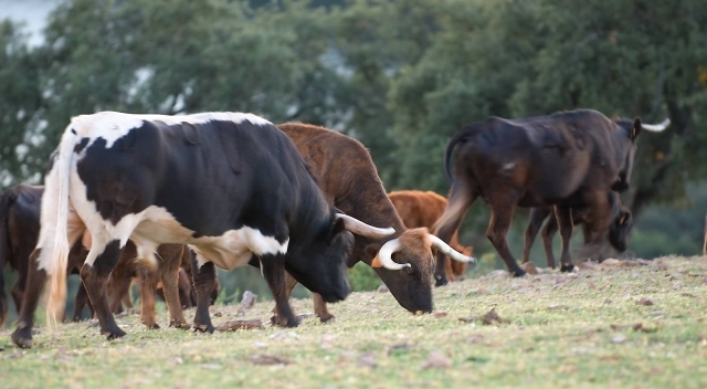  The bull with its cows 