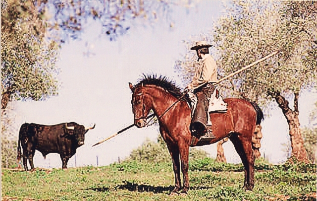  Bull and horse 