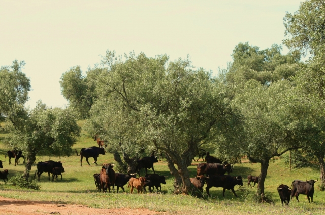  Lot of cows in the olive grove 