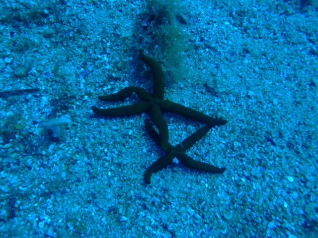 Vida de los fondos marinos