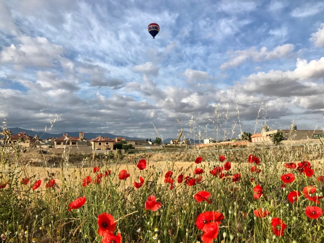  Mongolfiera in volo su un campo di papaveri 