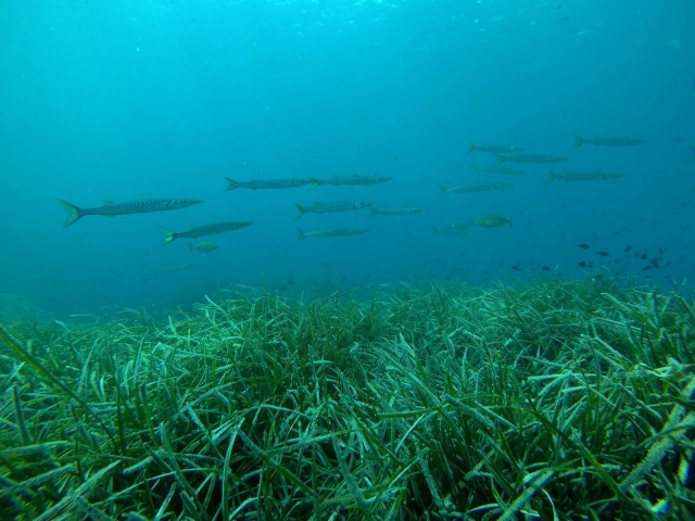  Peixes nadando no Mediterrâneo 