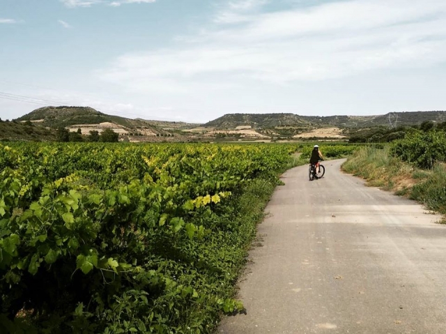  Along the vineyard path by bike 