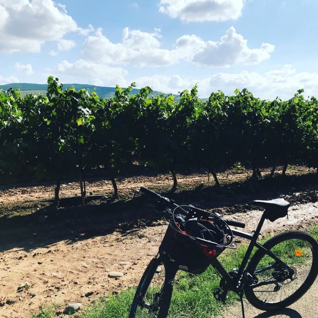  Visiting vineyards by bike 