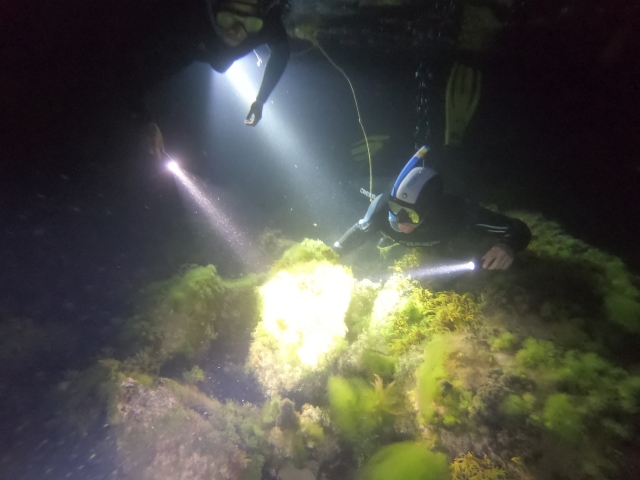 Snorkel nocturno 