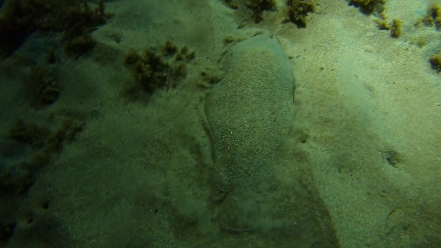 Submarinismo en Noja