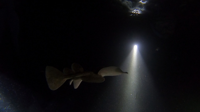 Snorkel nocturno en Cantabria