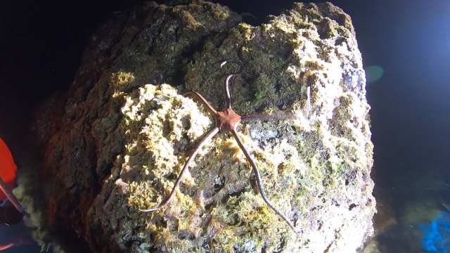 Animales marinos