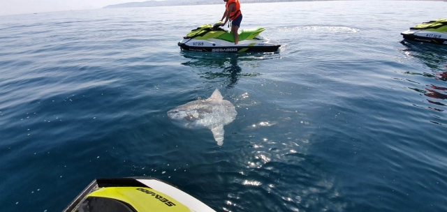  Delfín sur la Costa del Sol à côté des jet skis 