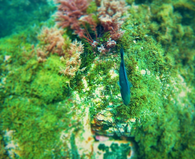  水下动物群 