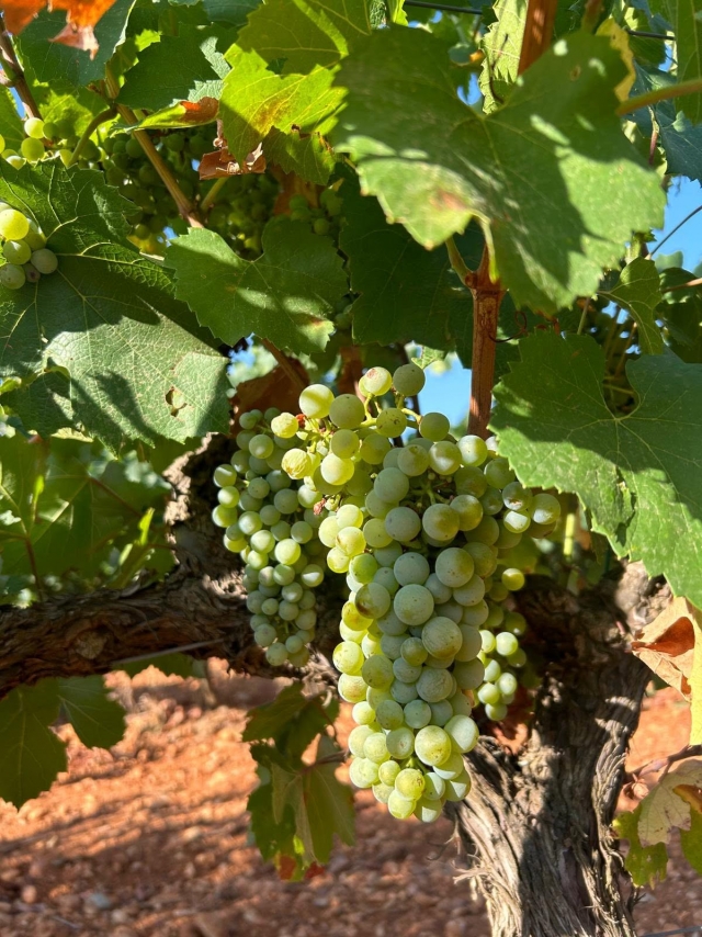  Vinha com uvas prontas
