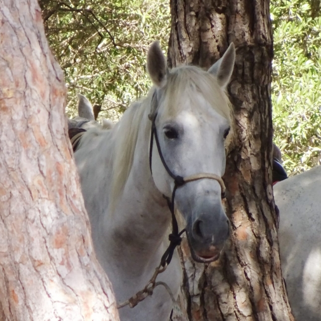  A cheval entre les arbres 