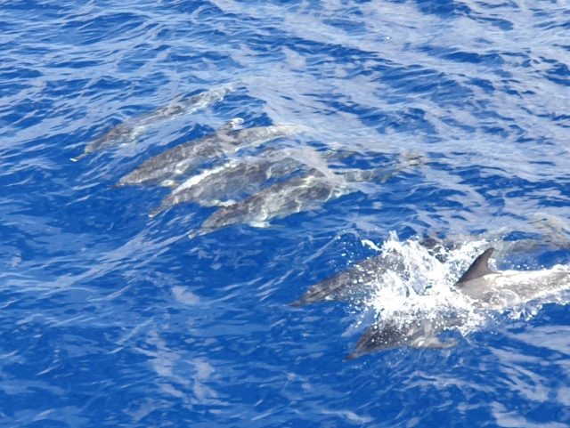  Whale watching in the Canary Islands
