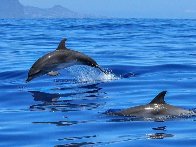  Dolphins on the coast of Tenerife