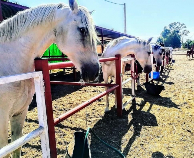 Preparando a los caballos