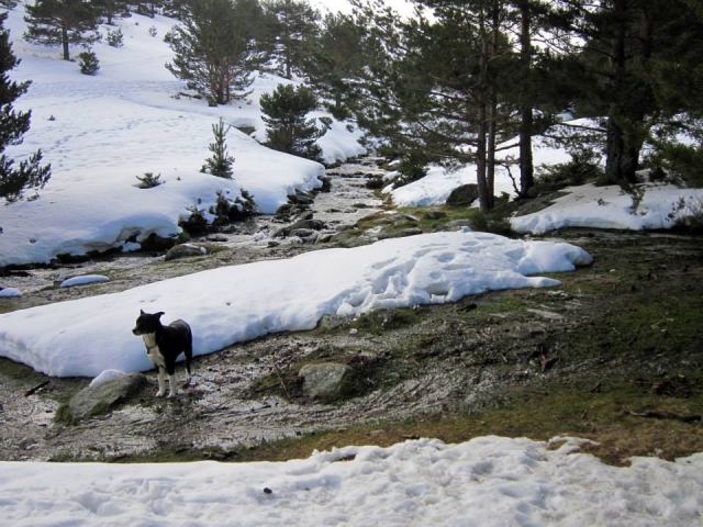 Excursiones con perros