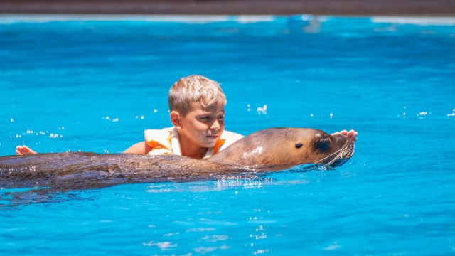  Kinder baden mit Seelöwen 