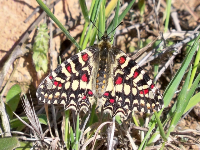 Lernen Sie den Harlekin-Schmetterling kennen bei einer geführten Tour durch die Montes de Málaga 