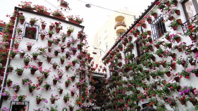 Disfrutando del Festival de Patios de Córdoba 